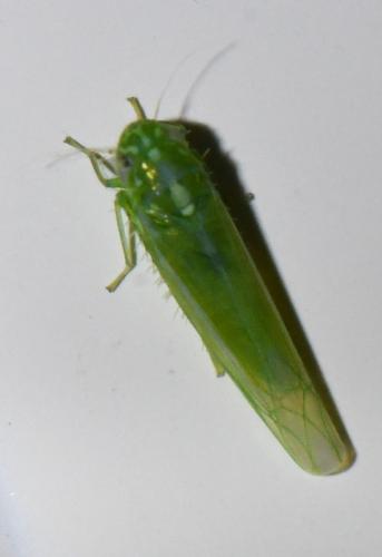 Réf. 315 649 : Empoasca vitis